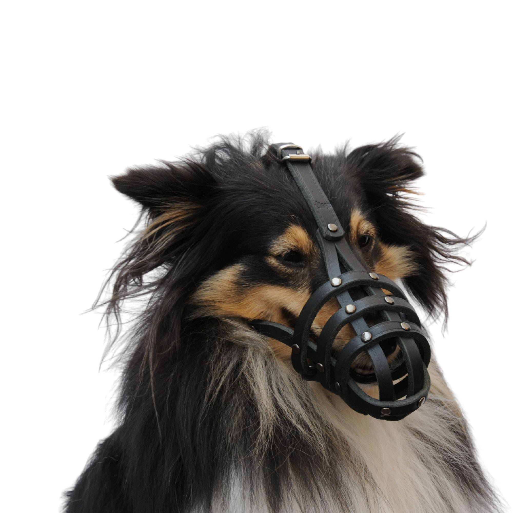 Botniță nituată pentru câini