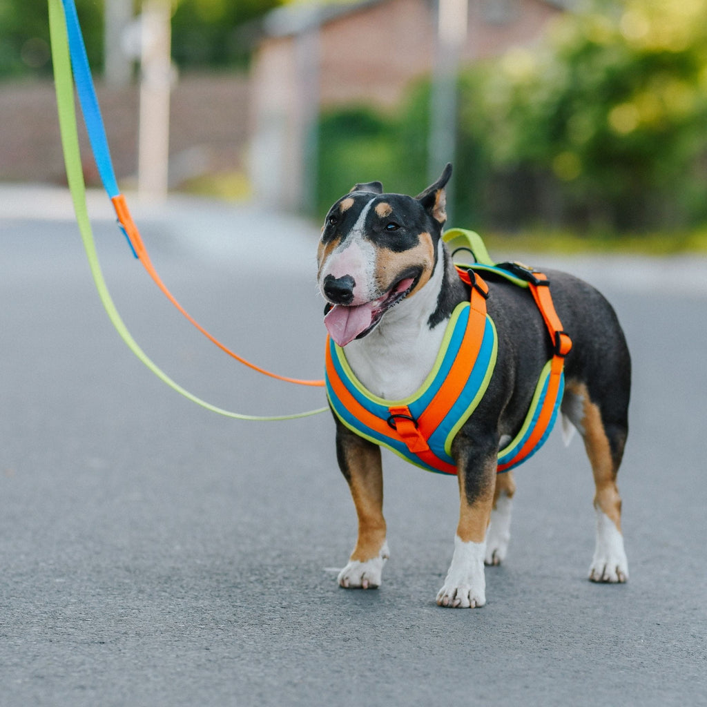 Adjustable leash Active