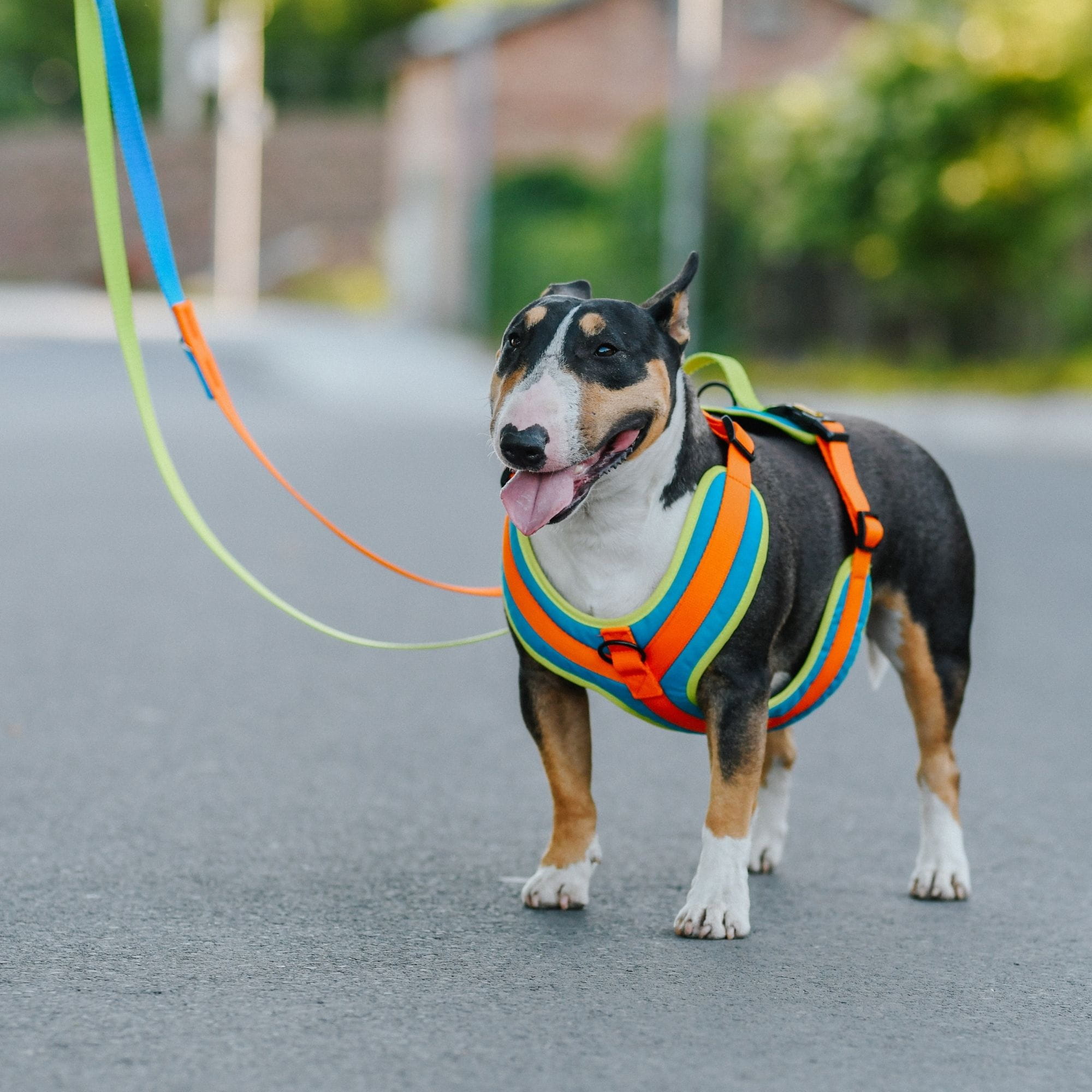 Adjustable leash Active