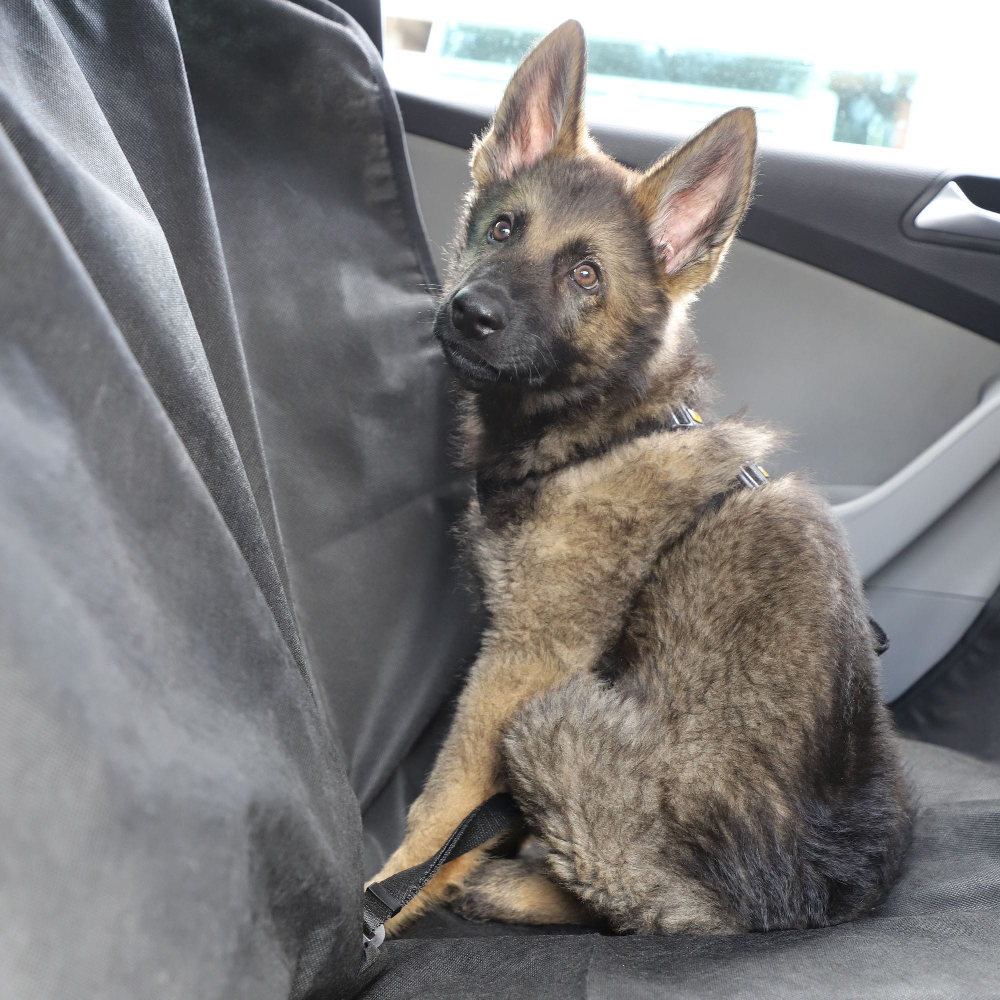 Ham de siguranță pentru câini pentru mașină