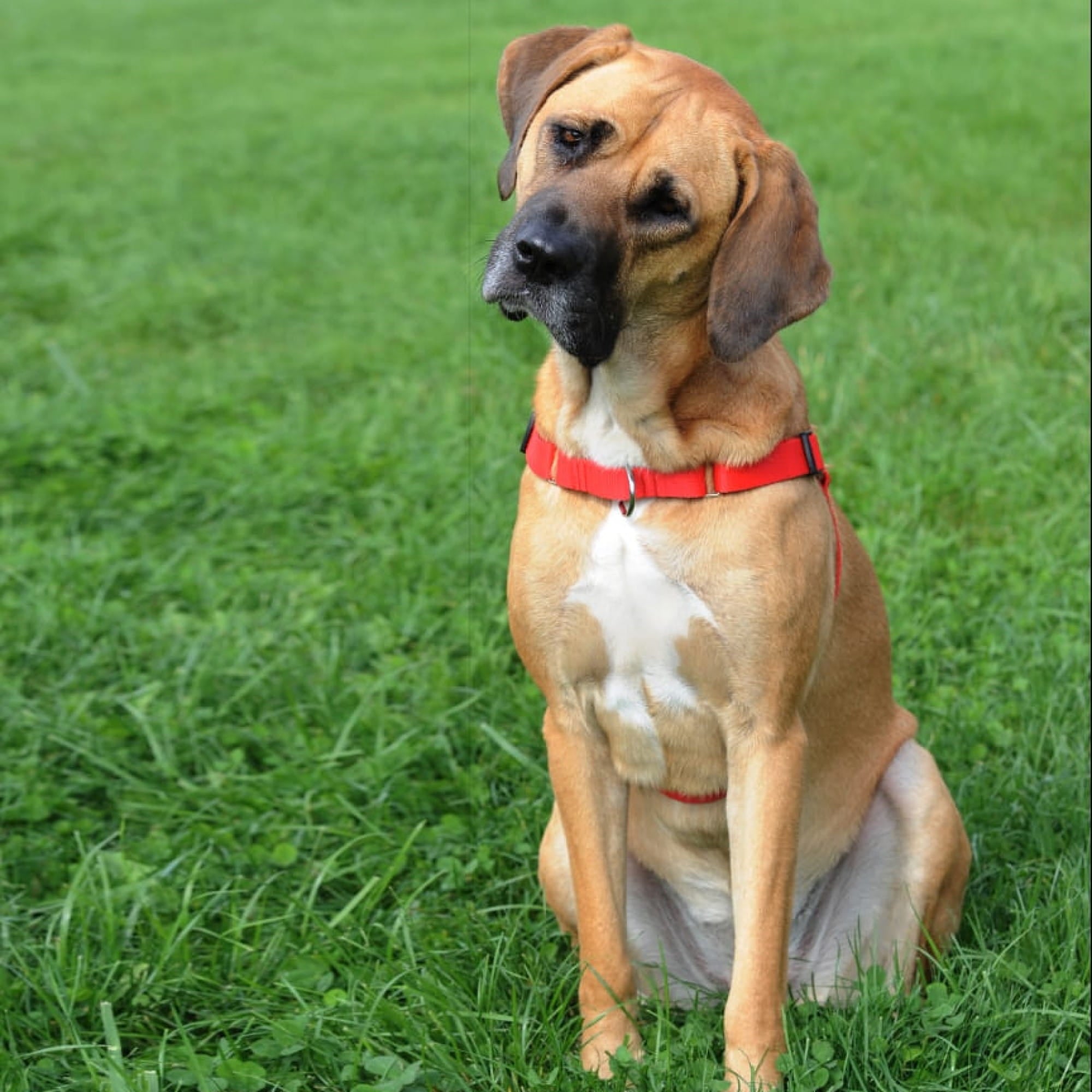 Ham EASY WALK pentru câini care trag