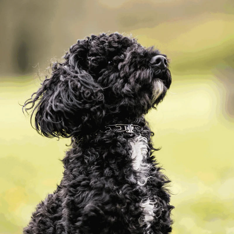 ULTRA-PLUS Micro Zgardă de dresaj pentru câine cu plăcuță centrală și lanț de asamblare – Oțel inoxidabil negru, 1,5 mm, 32 cm / 13