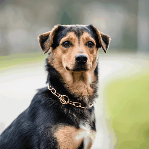 Zgardă de dresaj Sprenger mărime medie din CUROGAN pentru câini, 3,0 mm