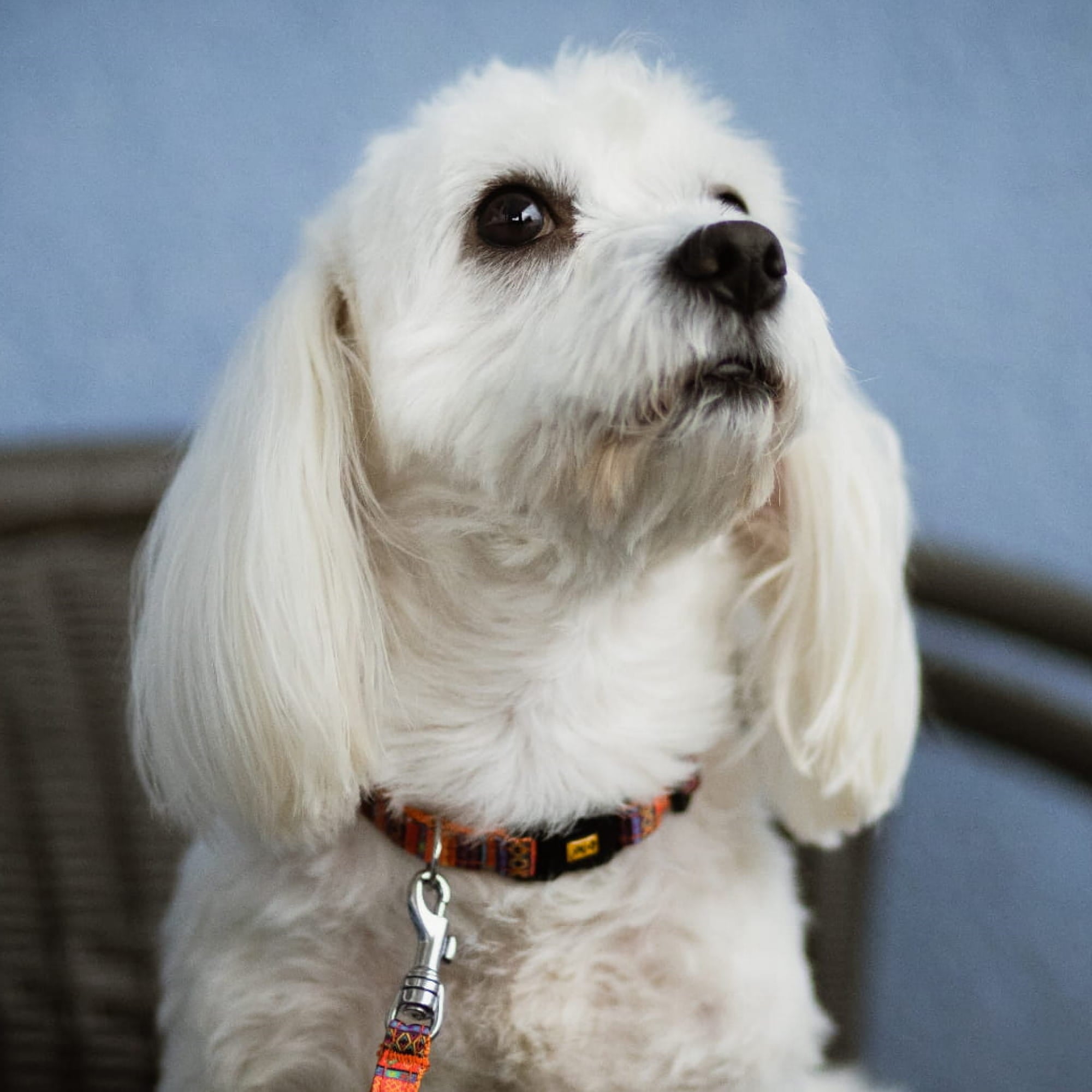 Zgardă reglabilă pentru câini de talie mică america