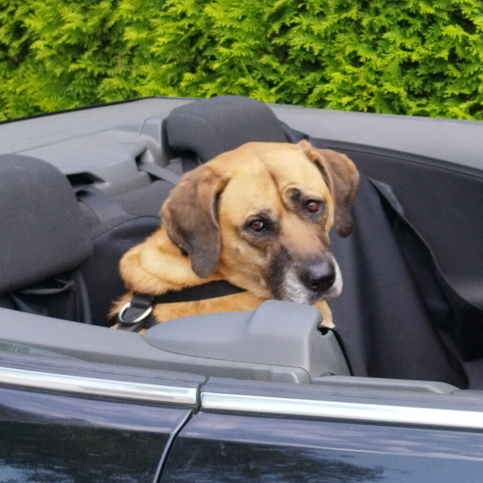 Ham de siguranță pentru câini pentru mașină