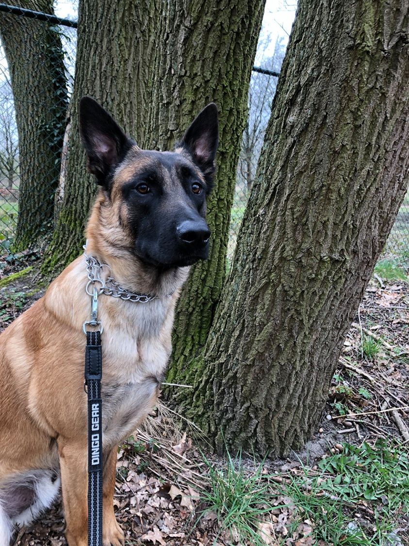 Dingo Gear – Lesă simplă cu mâner din chingă cauciucată