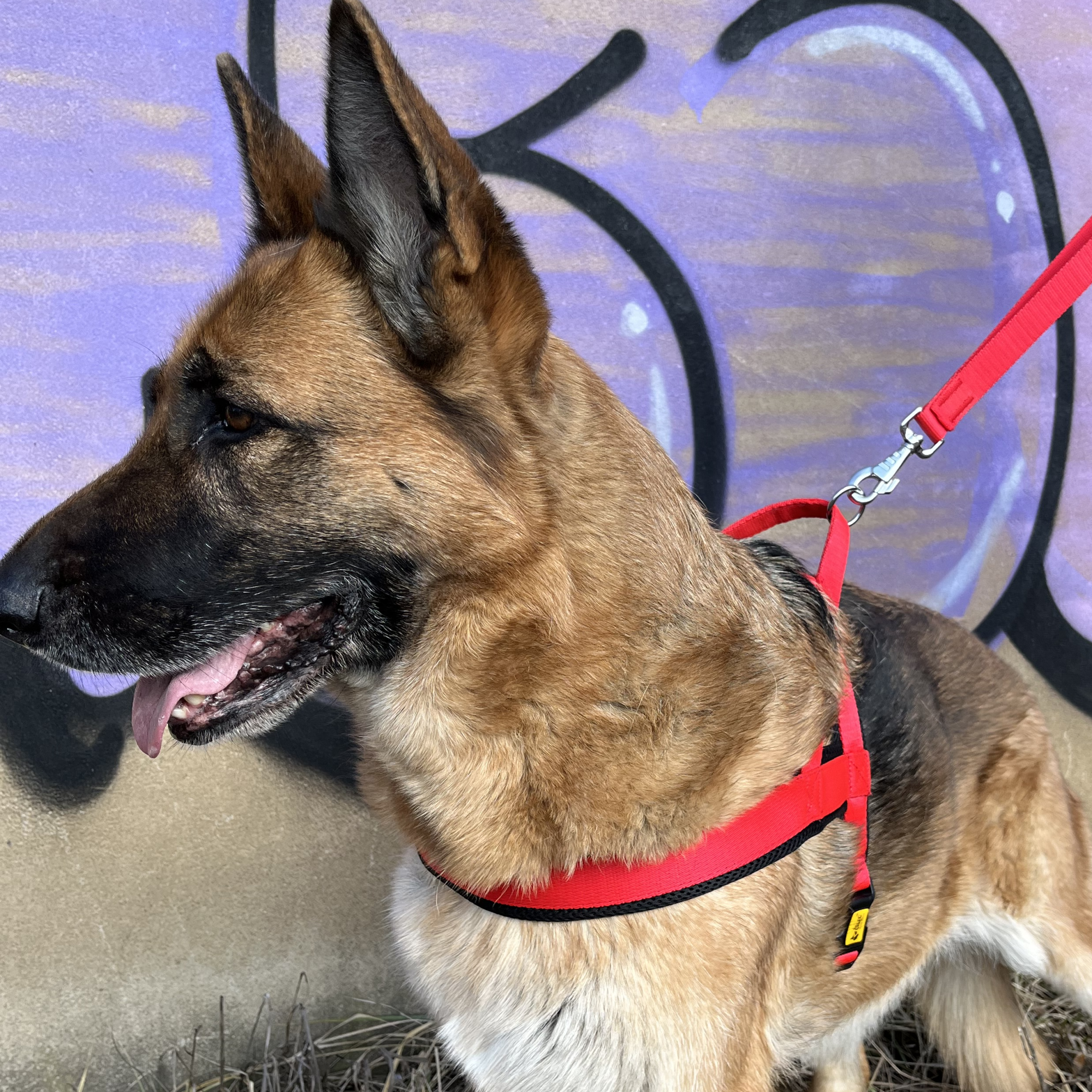 Ham norvegian pentru câini cu căptușeală moale