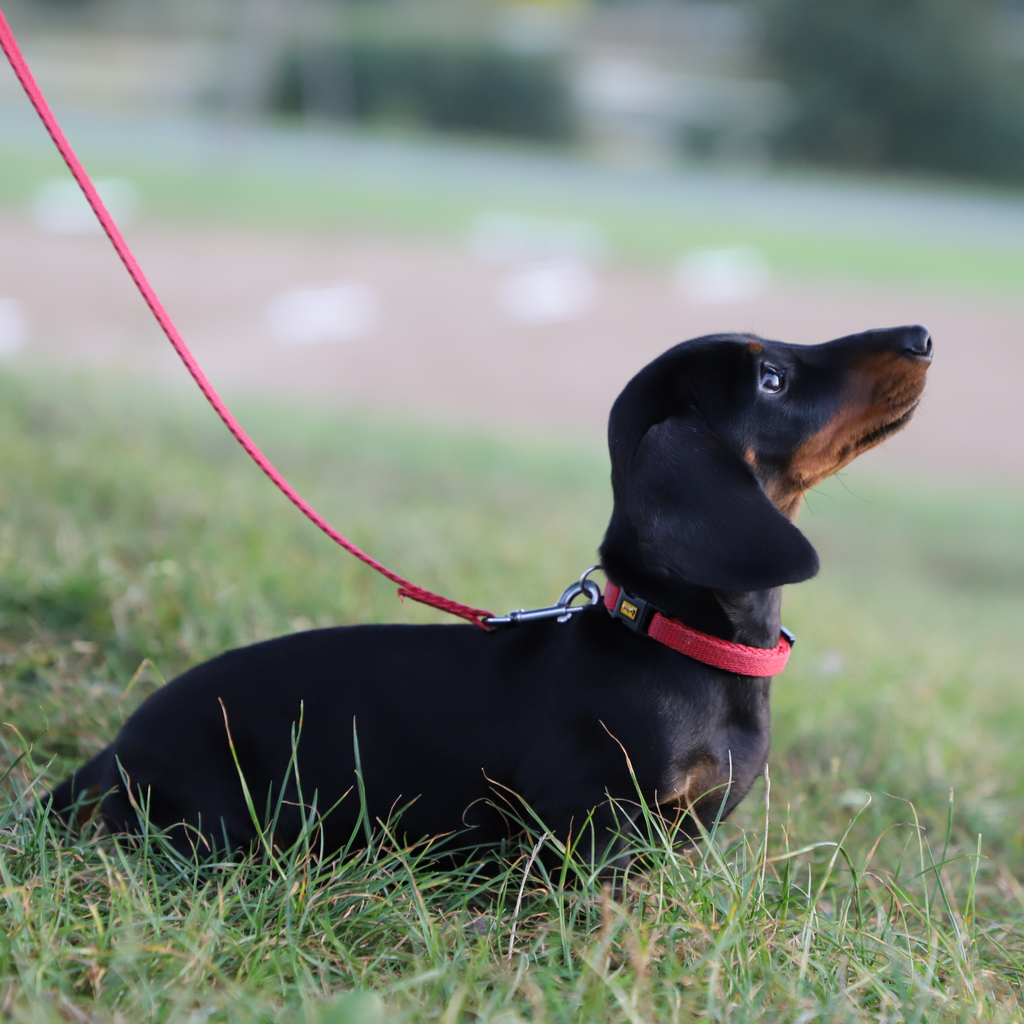 Lesă simplă pentru câini Tape