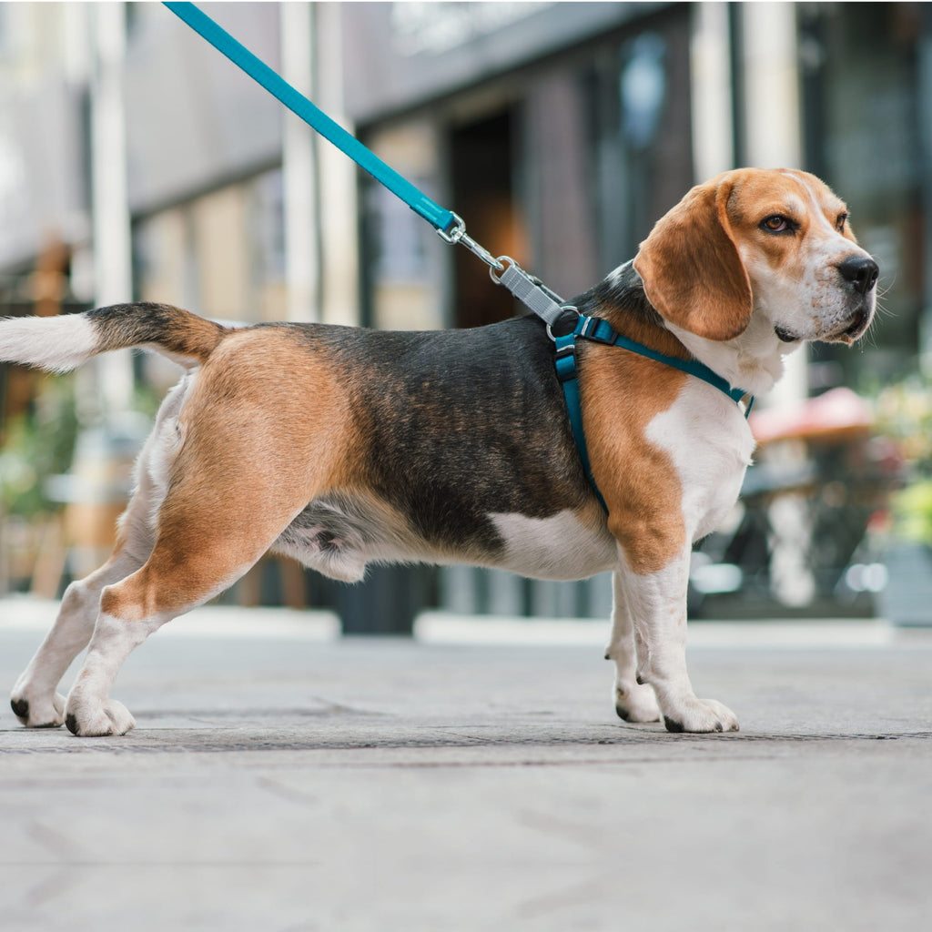 Lesă urbană din bandă Twilight Silver