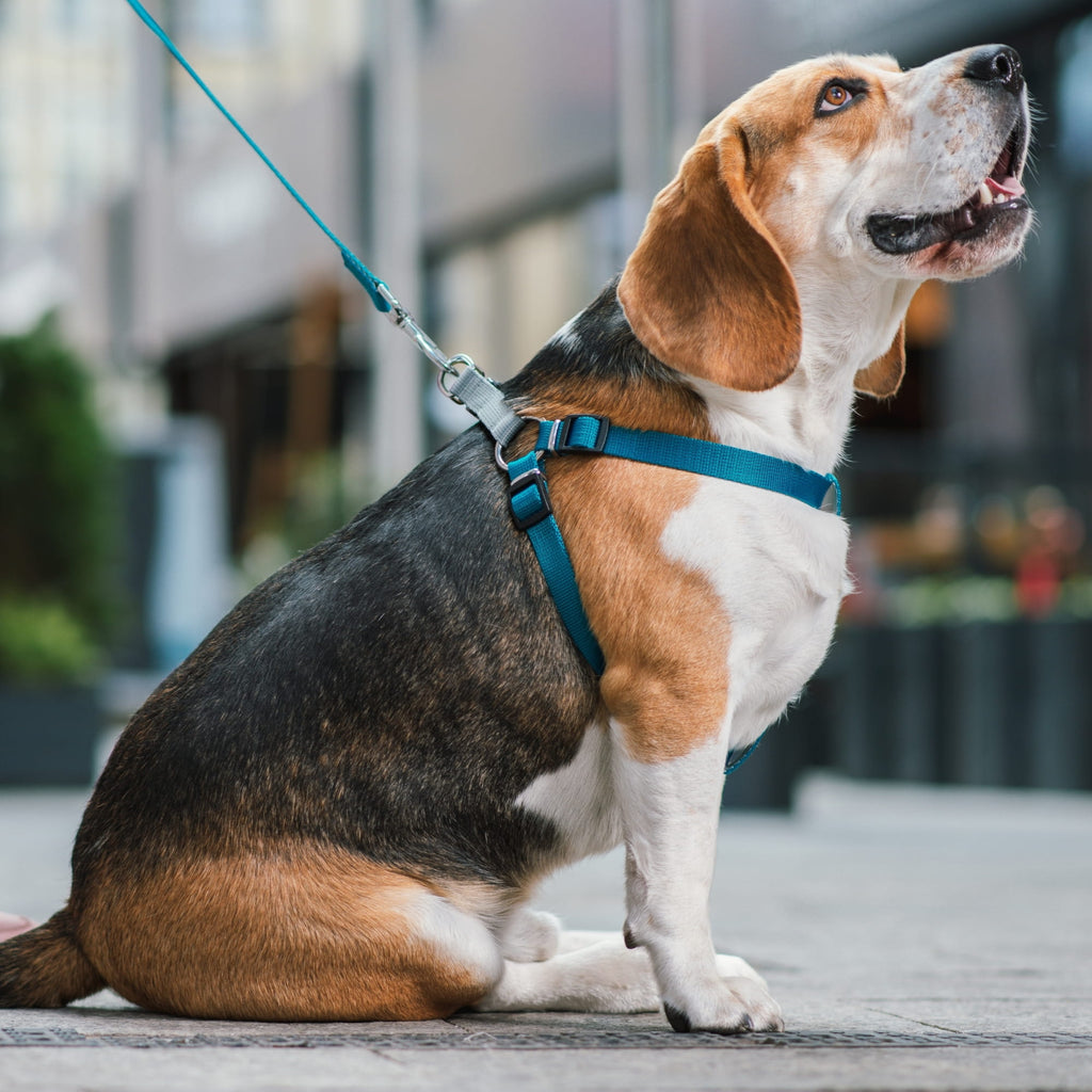 Ham tip step-in din bandă pentru câini Twilight Silver