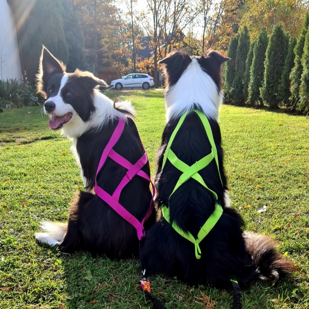 Ham de tracțiune pentru dogtrekking