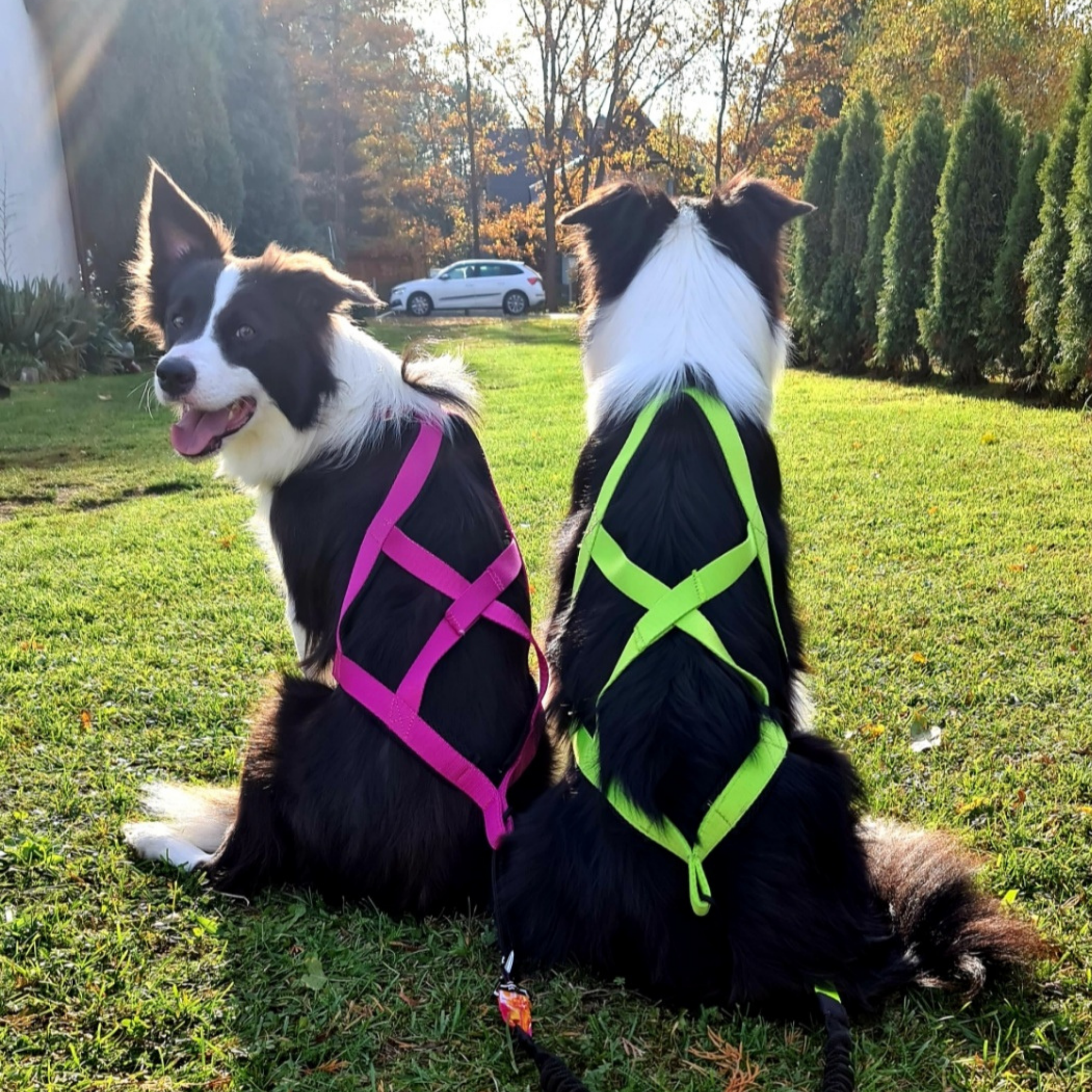 Ham de tracțiune pentru dogtrekking