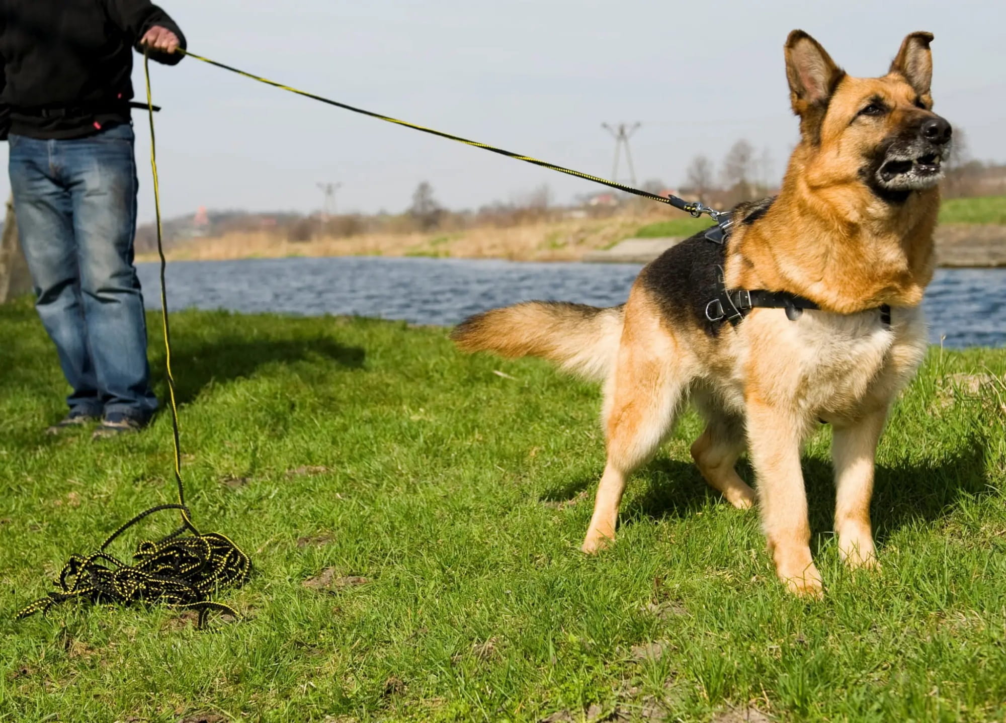 Lesă de antrenament pentru urmă cu mâner