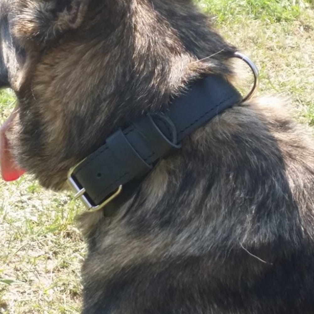 Dingo Gear CYWIL – zgardă din piele naturală, culoare neagră