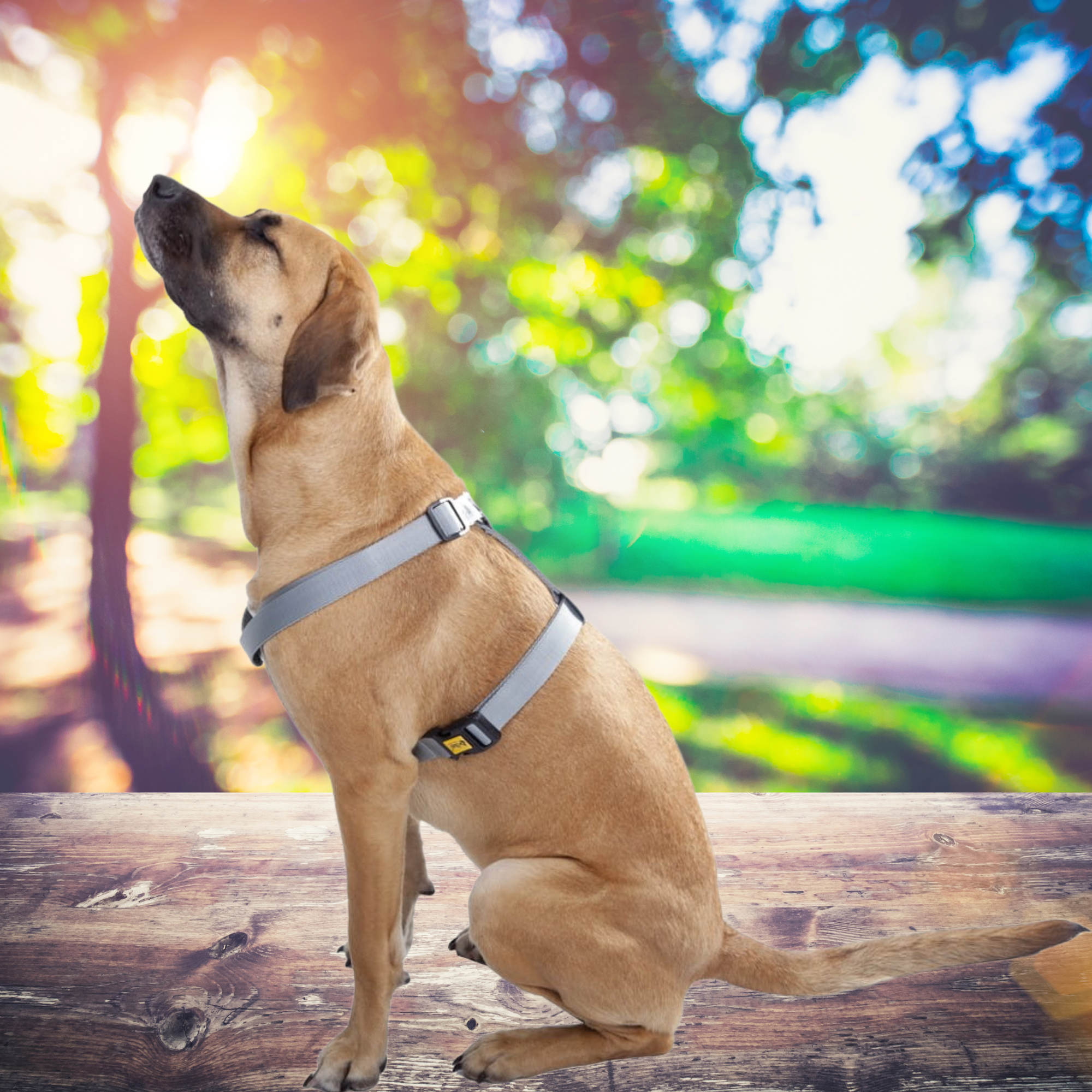 Ham GUARD din bandă