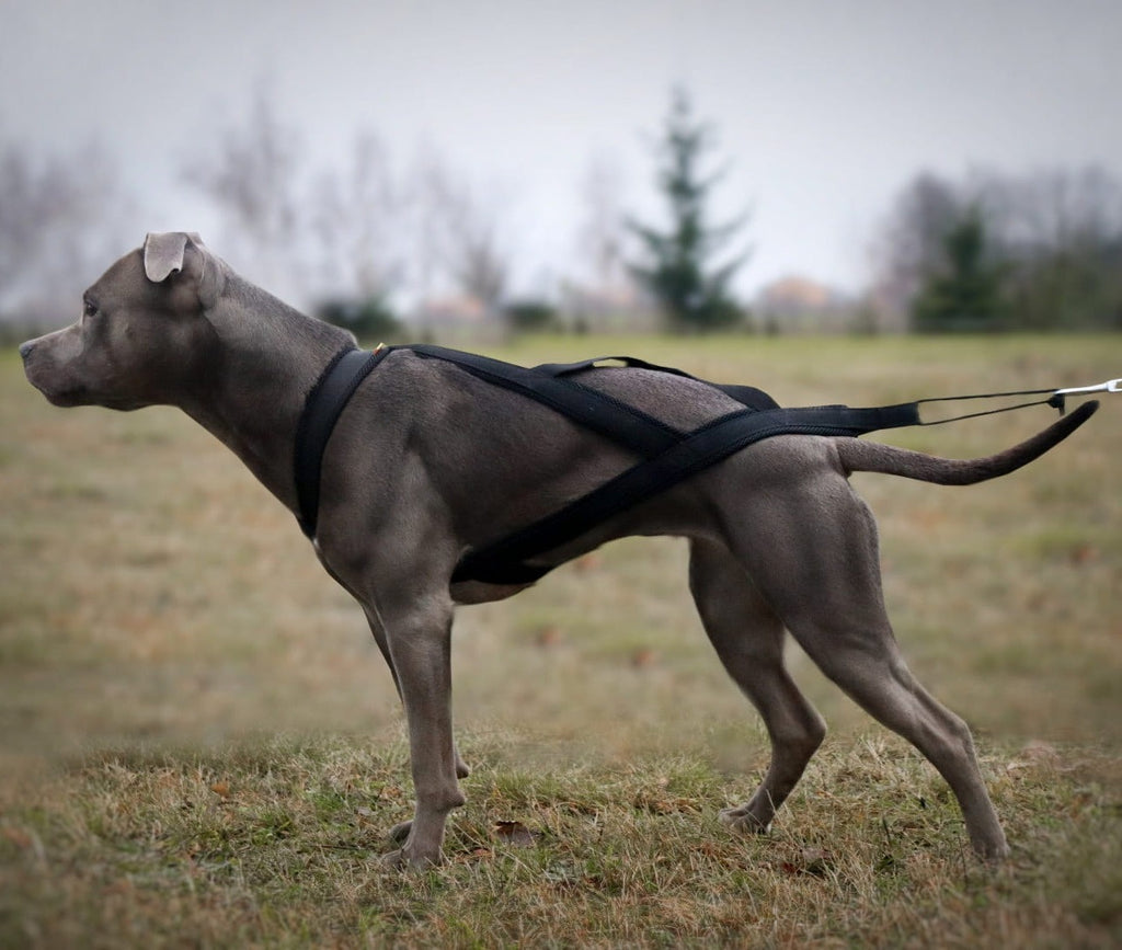 Ham de tracțiune pentru dogtrekking