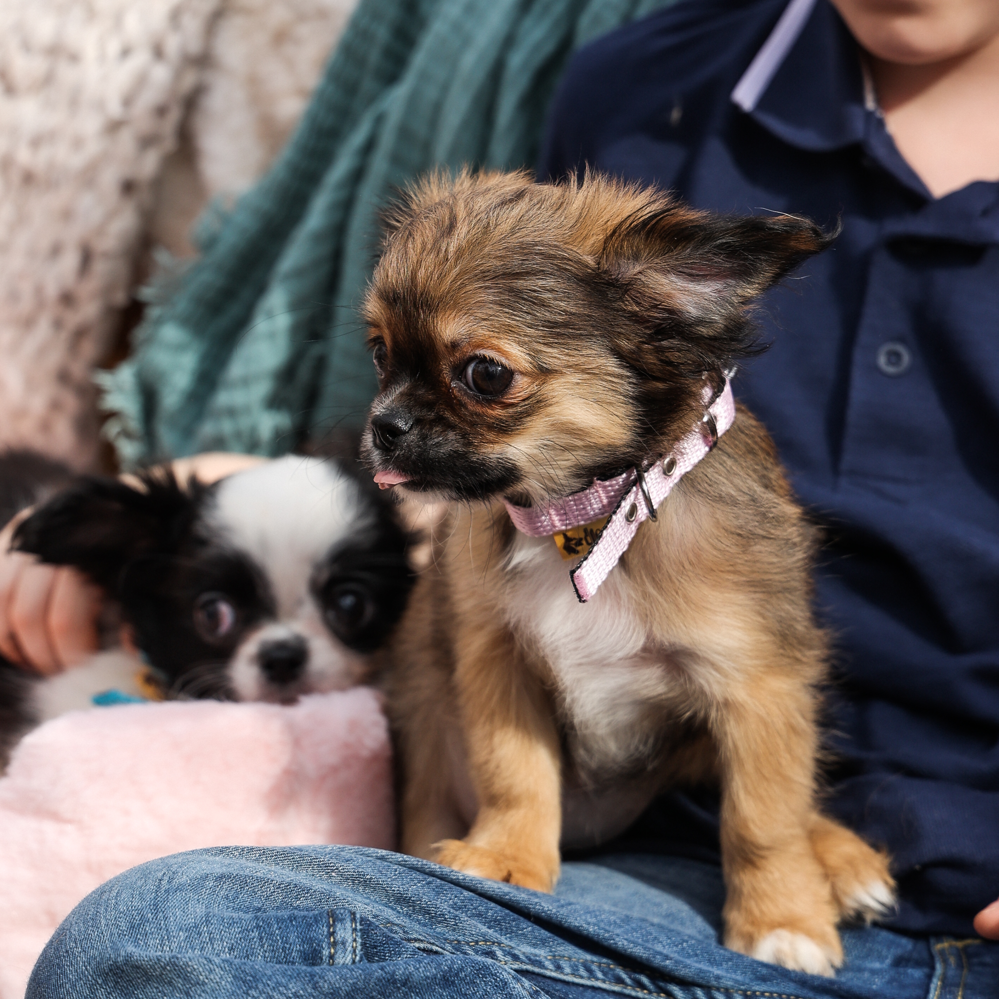 Zgardă pentru pui baby