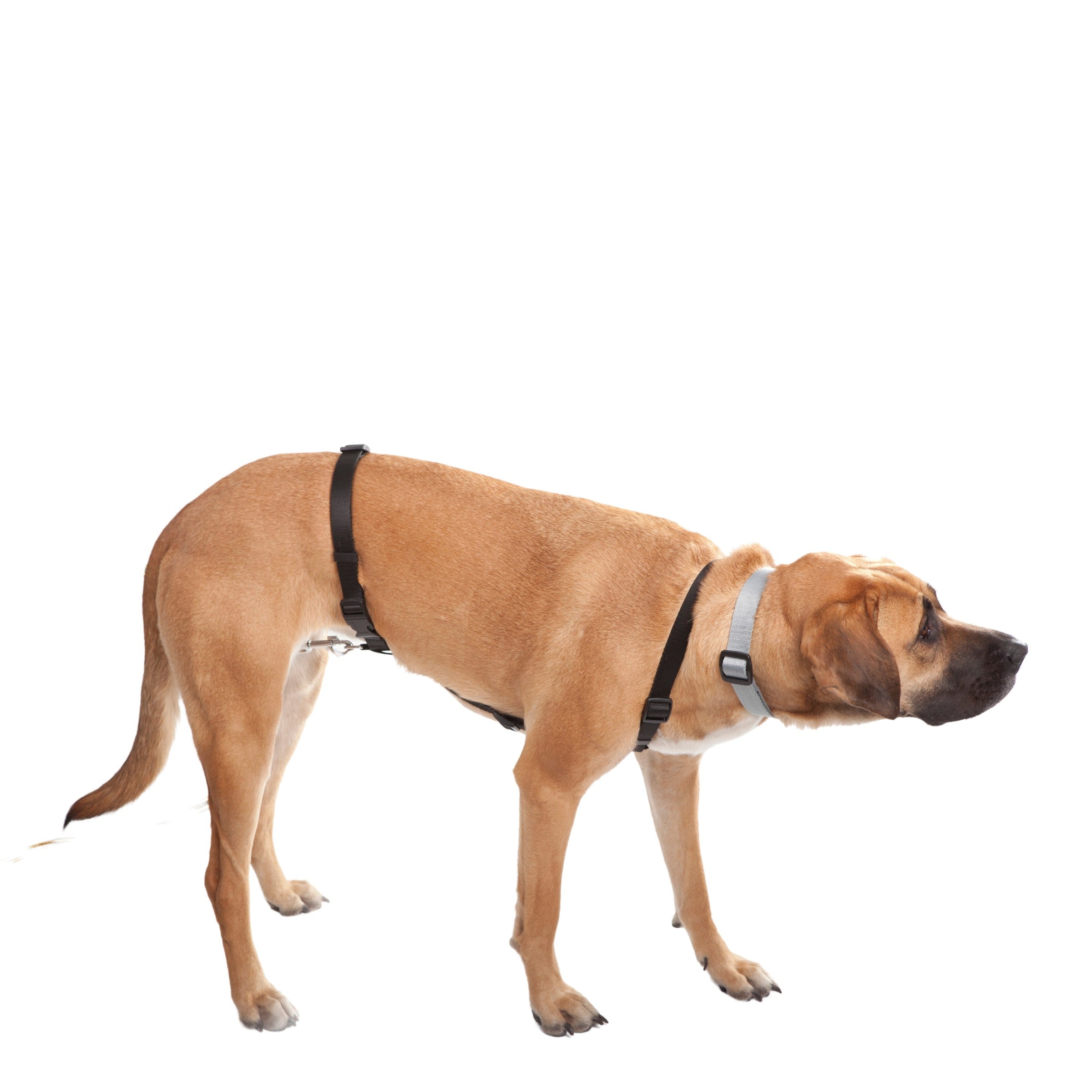 Dingo Gear – ham de urmă din bandă TRACY, culoare neagră