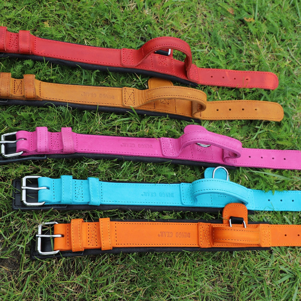 Dingo Gear – Zgardă DRAGO – precizie din piele în slujba dresajului profesional